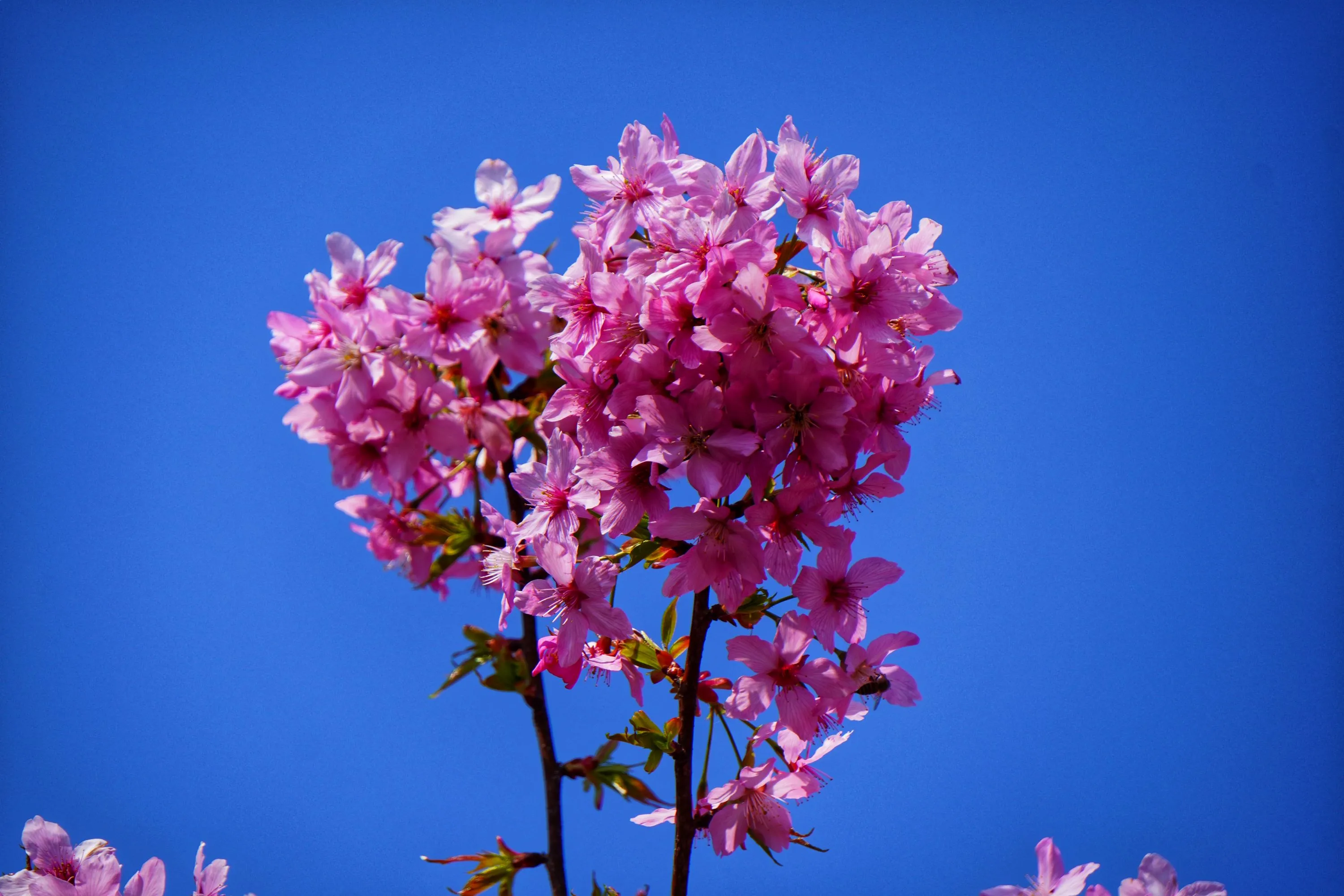 武汉的春天属于樱花和玉兰