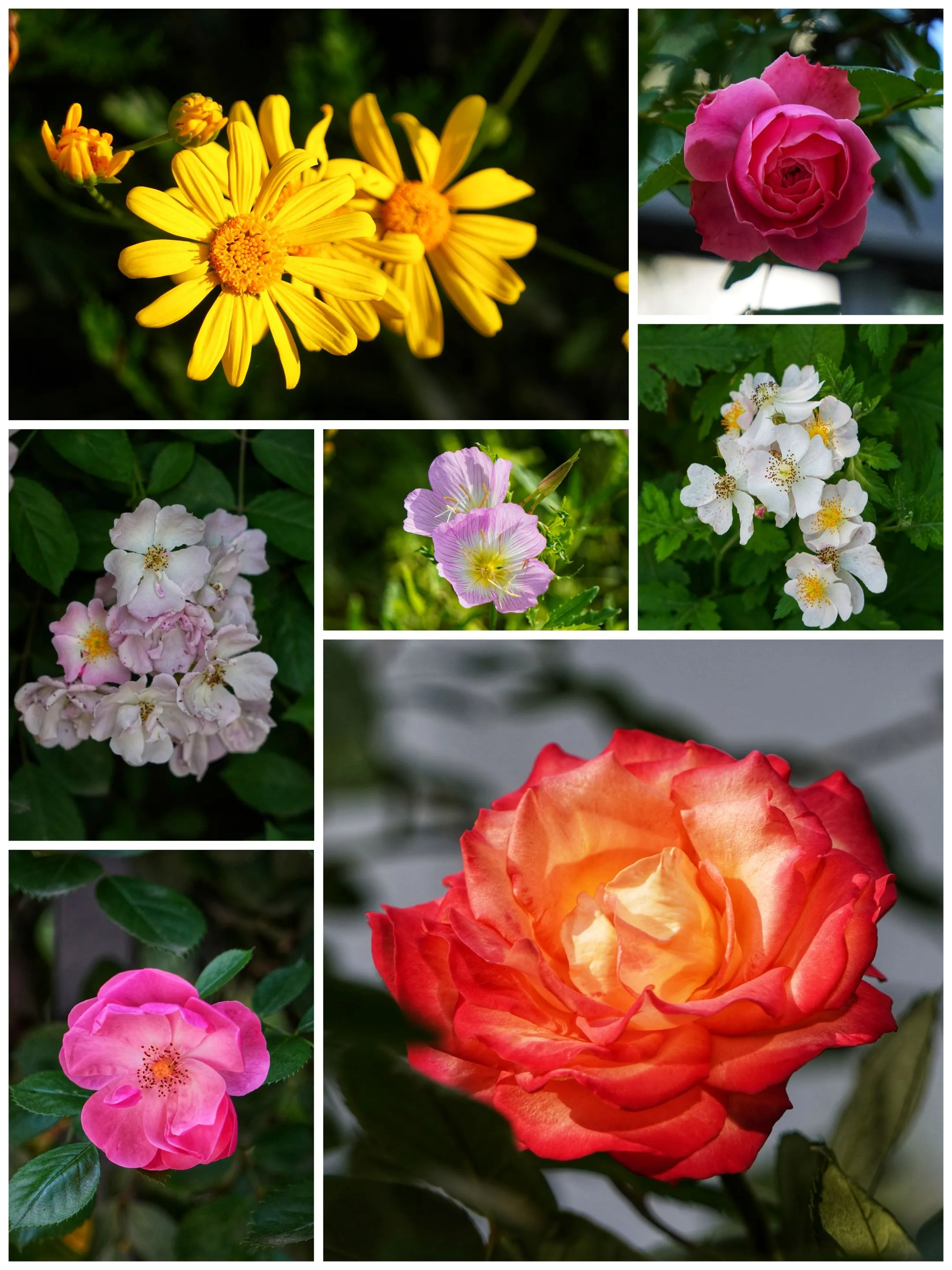 花朵合集