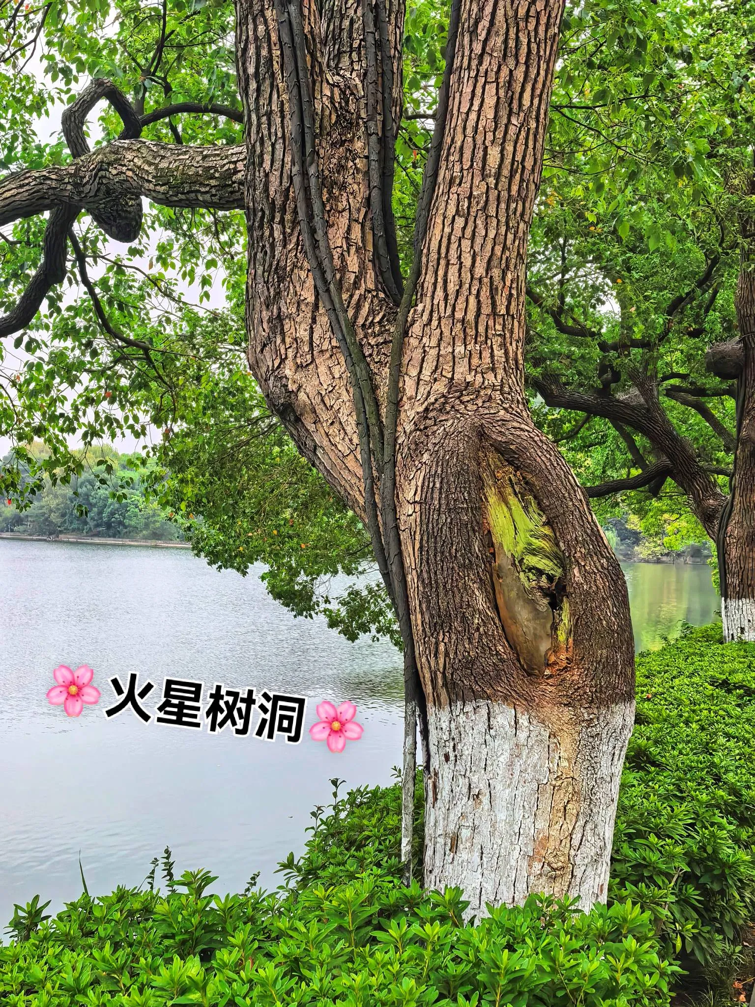 也是打卡了火星树洞,小心附近火星人出没😜 火星树洞