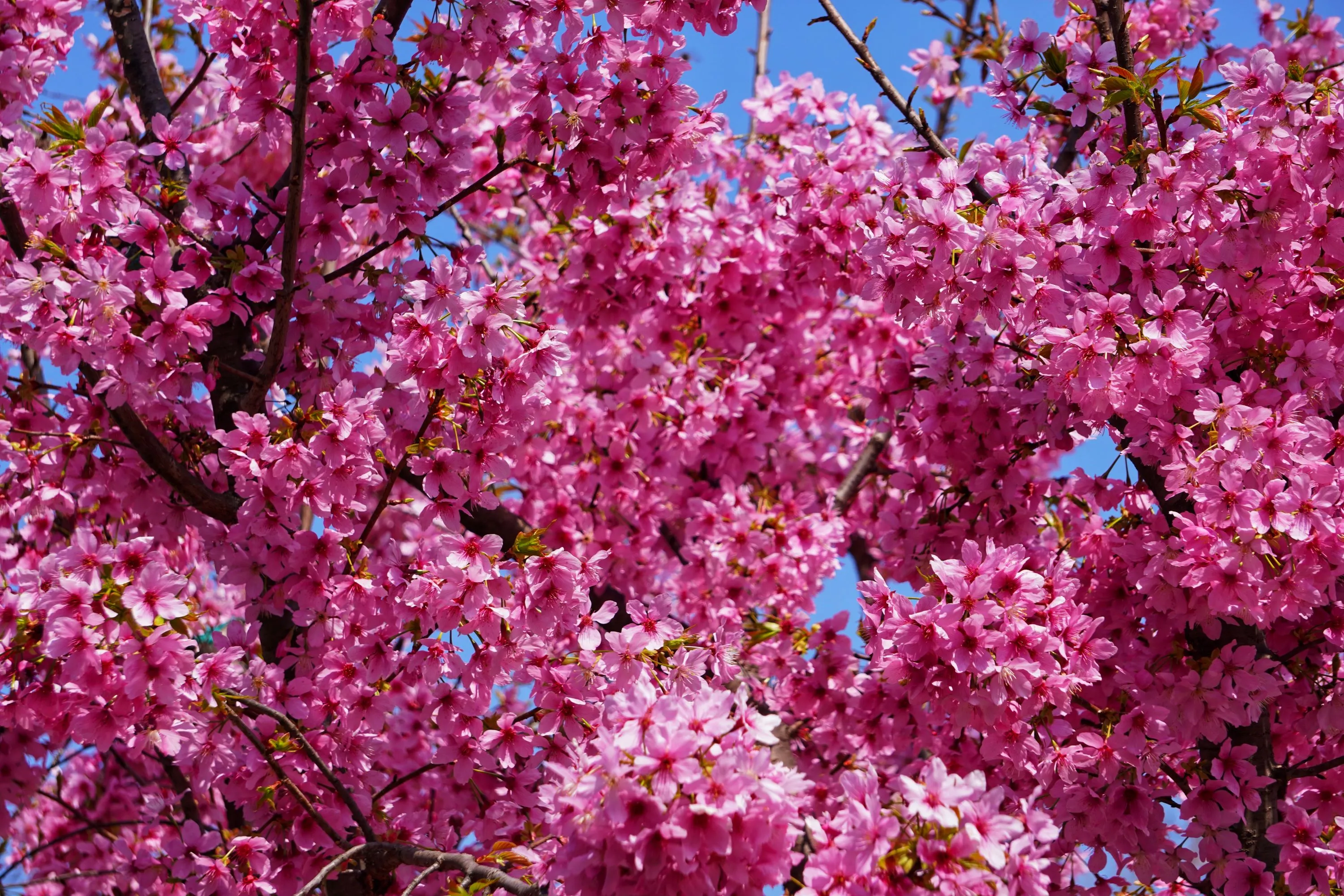 樱花