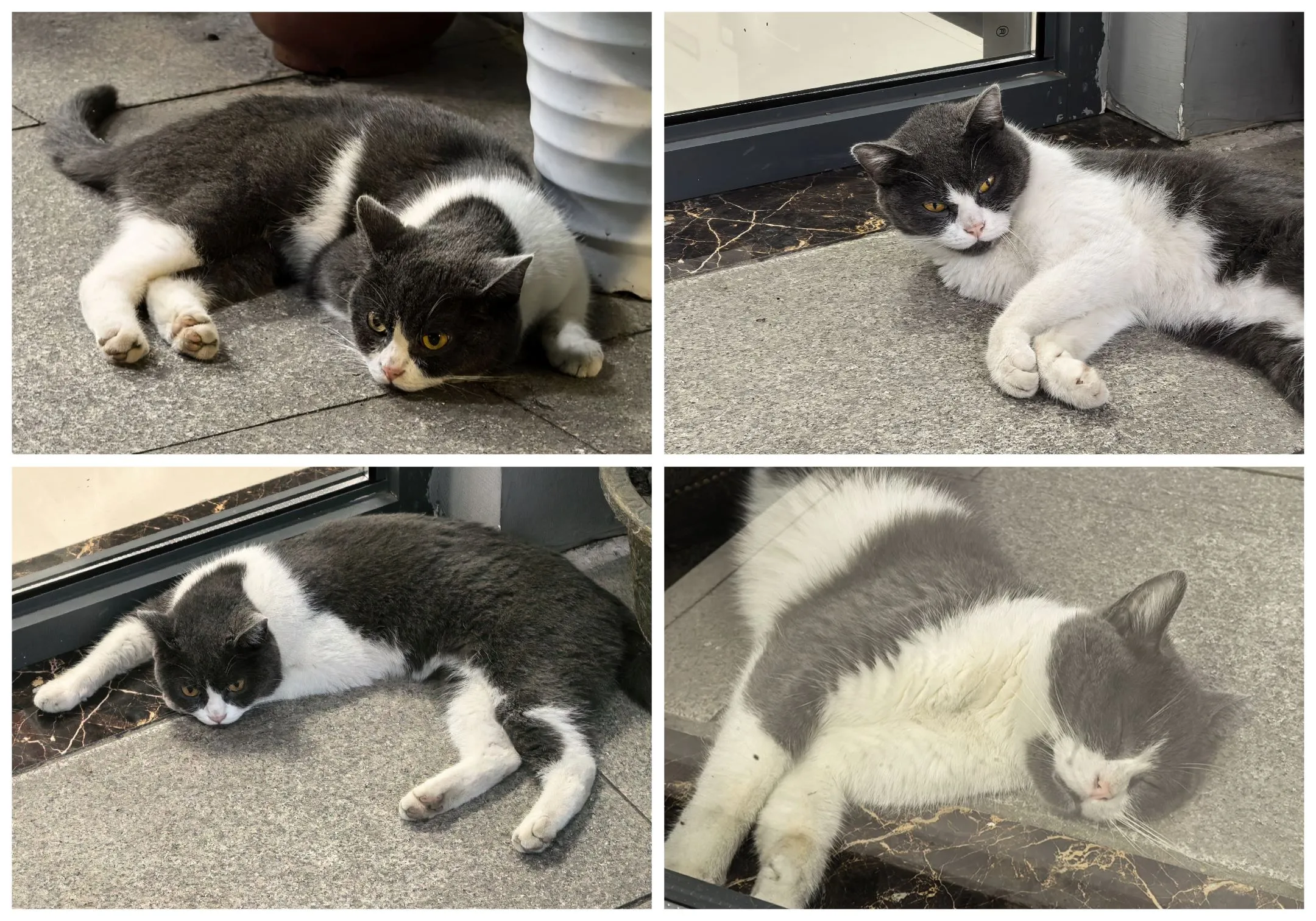 第二张表情凶凶的 可爱猫猫