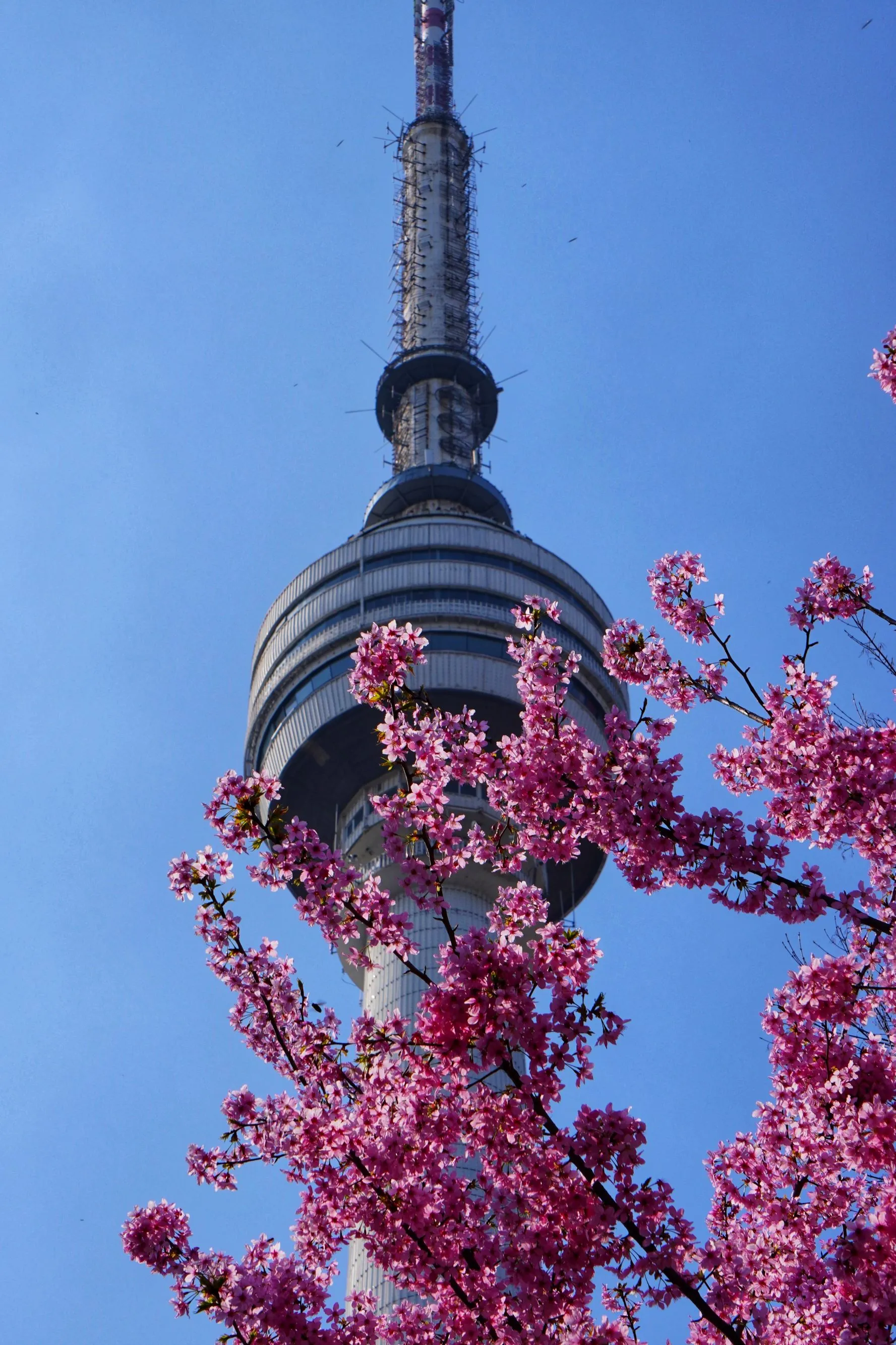 樱花和龟山电视塔
