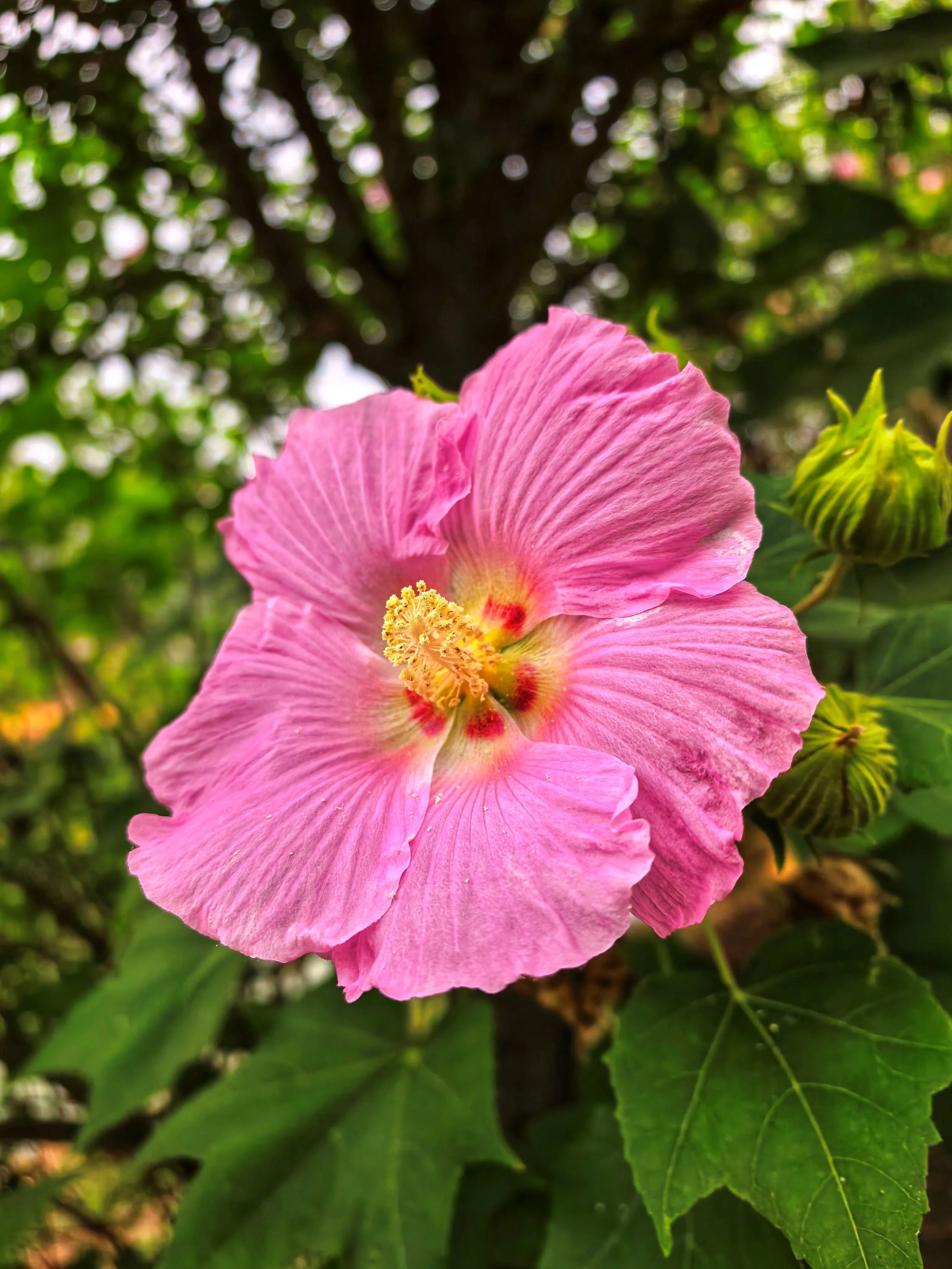 路上遇到的好看的花 花
