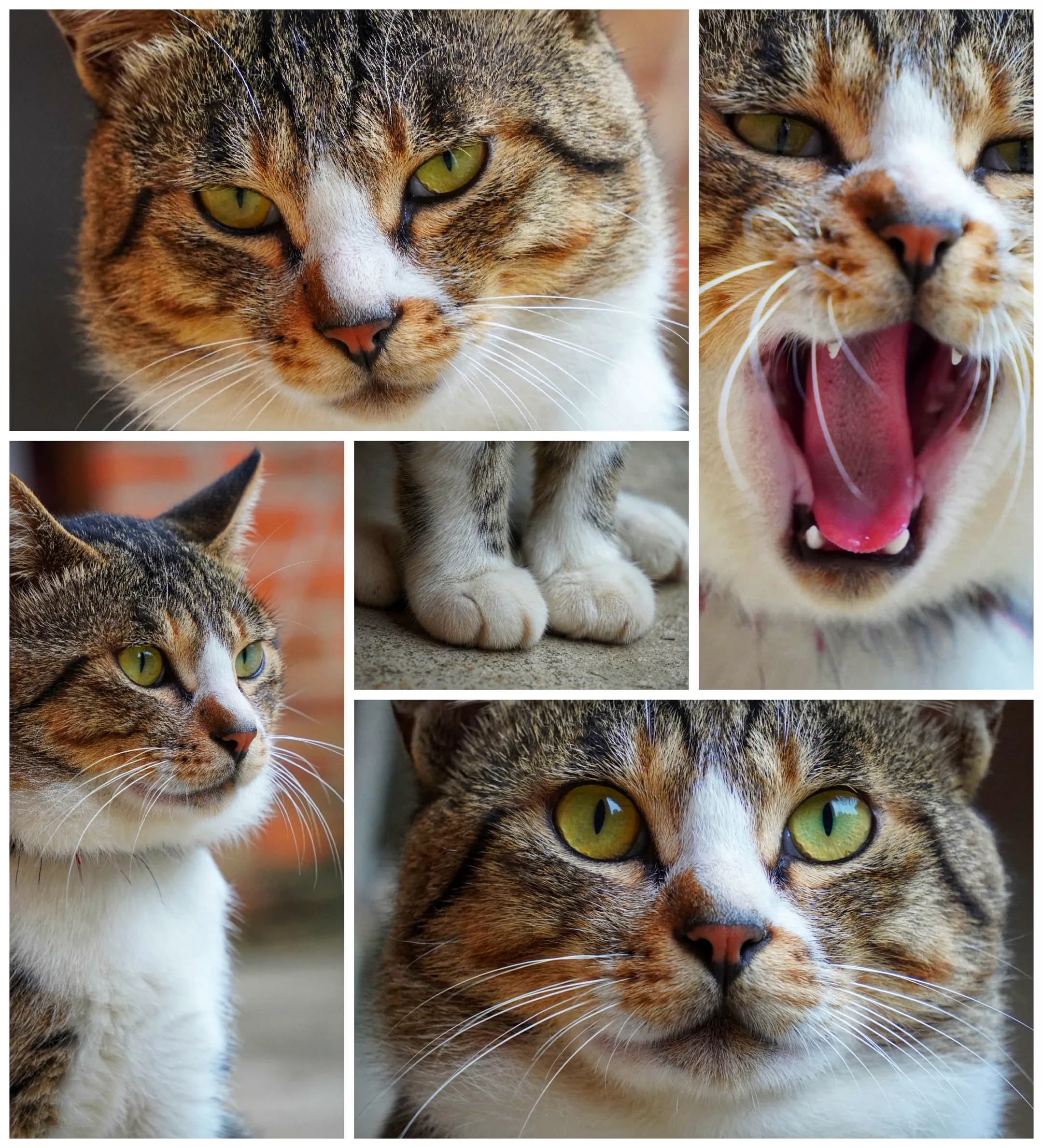 可爱猫猫