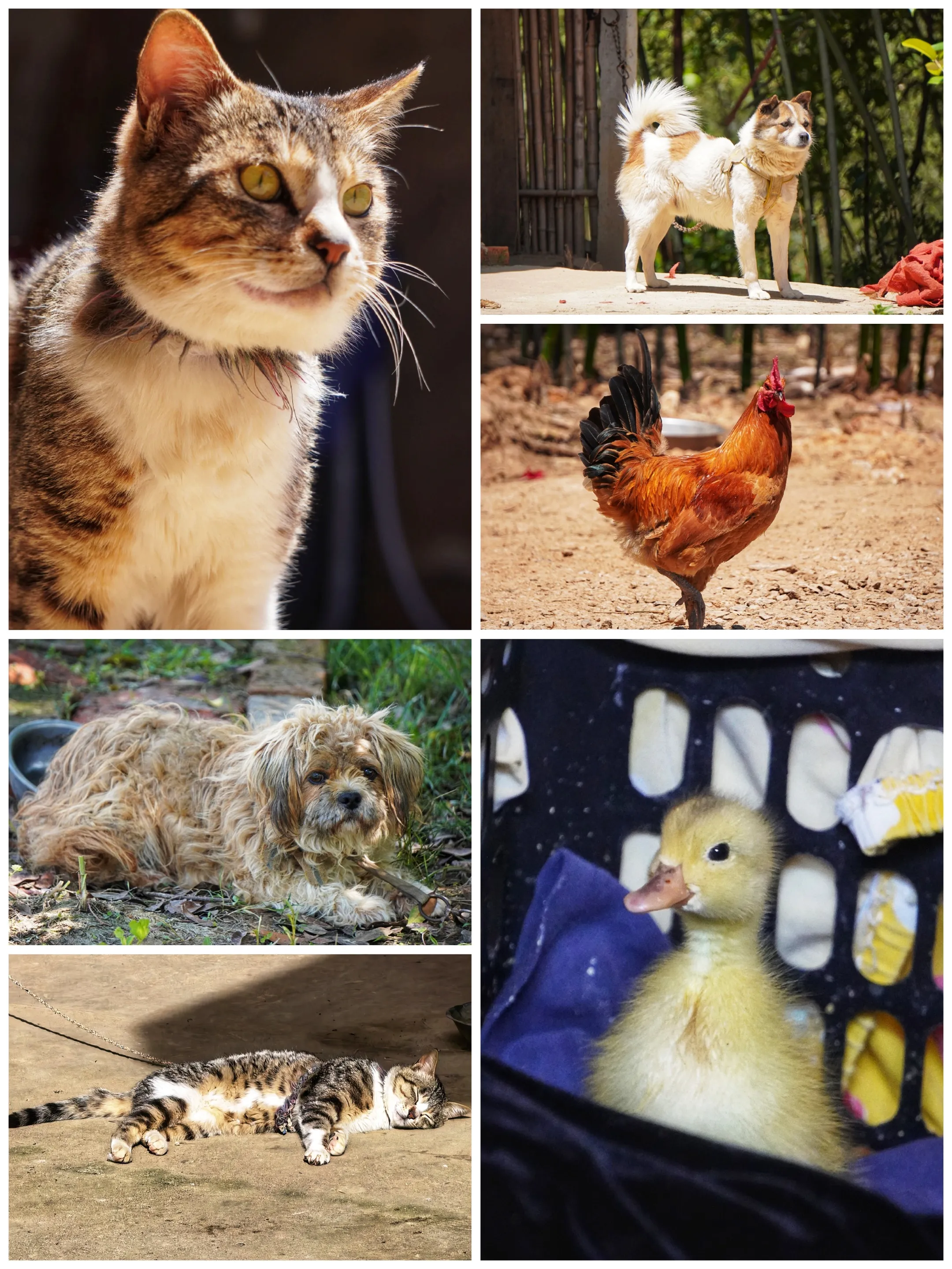 猫猫狗狗