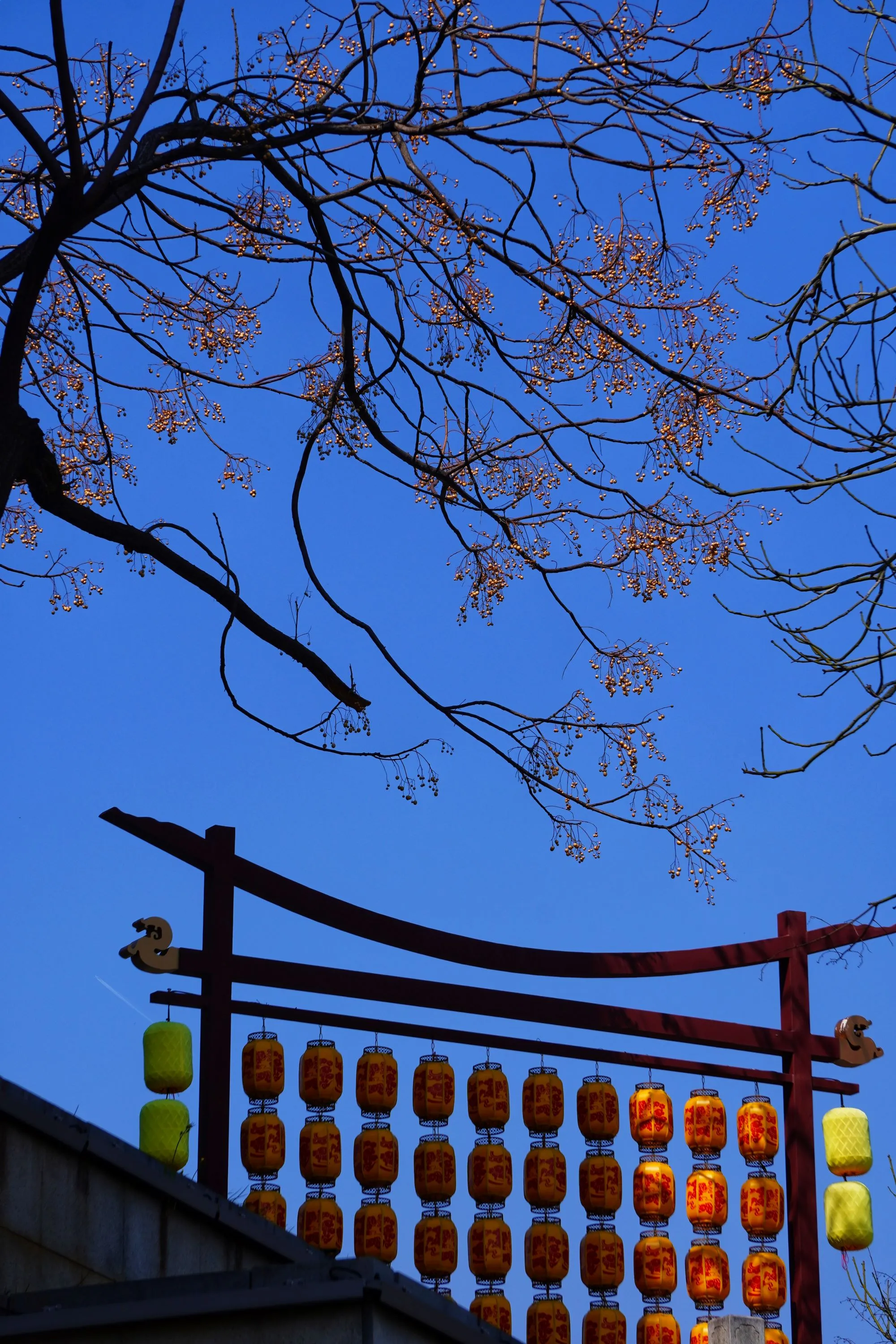 灯笼和树