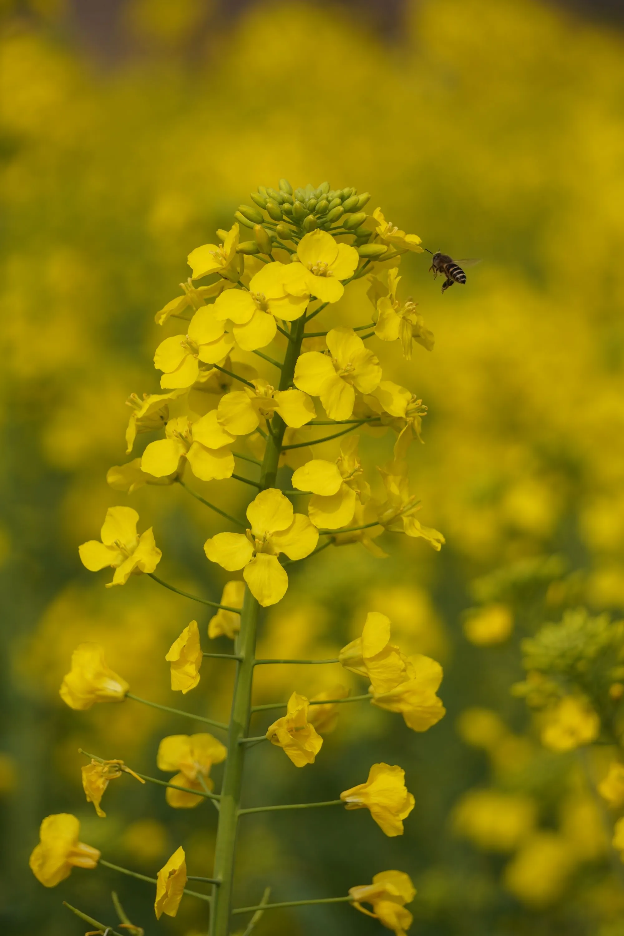 油菜花