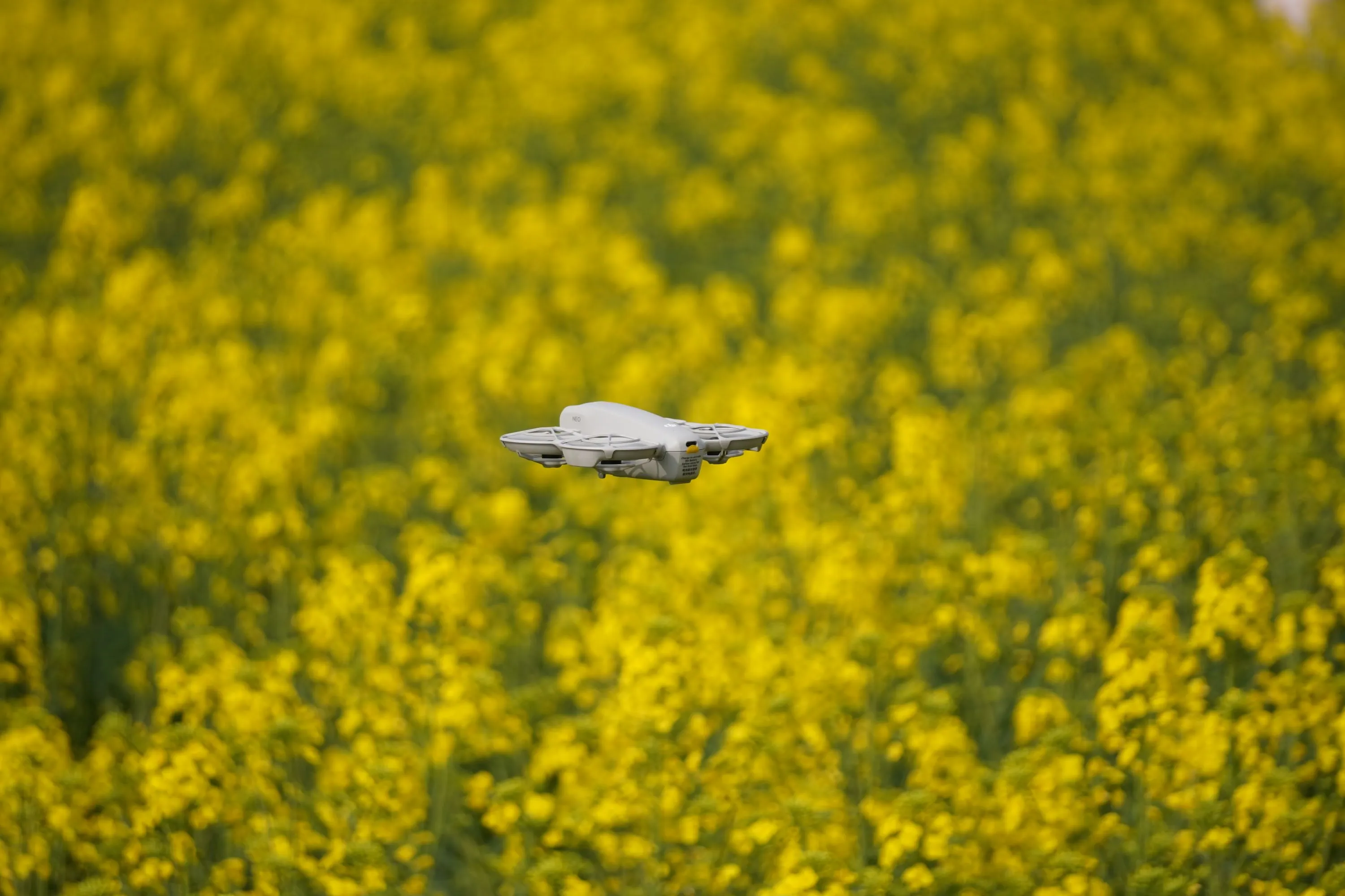 万国公园的油菜花海