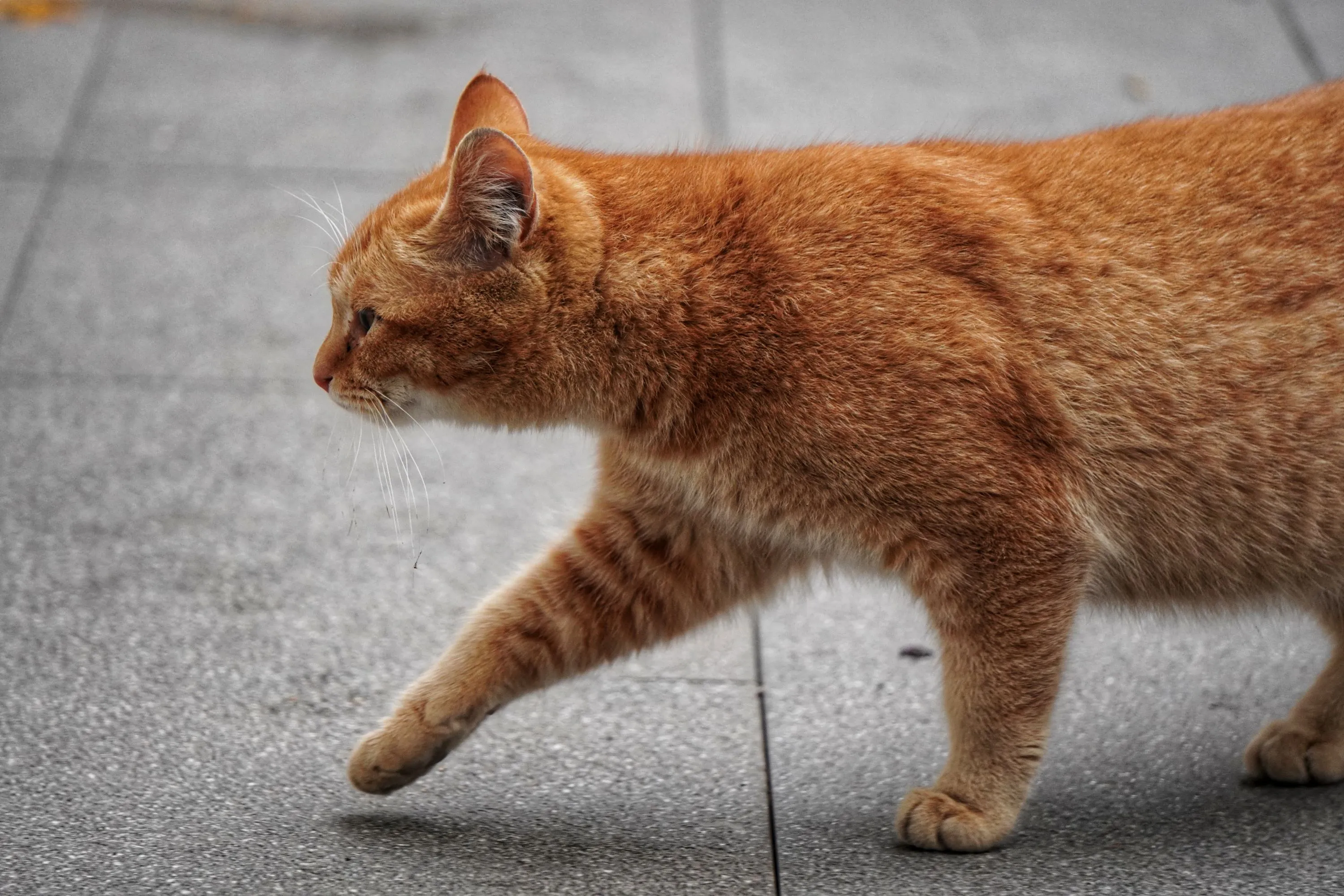 可爱猫猫